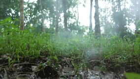 Close-up of rain falling on green grass, mud, dry leaves and green plants. Rain in the Forest - Powered by Shutterstock - Get 15% off with code: PIKWIZARD15