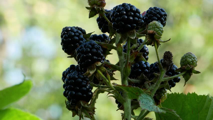A bunch of ripe blackberries on a blurred background of the garden.