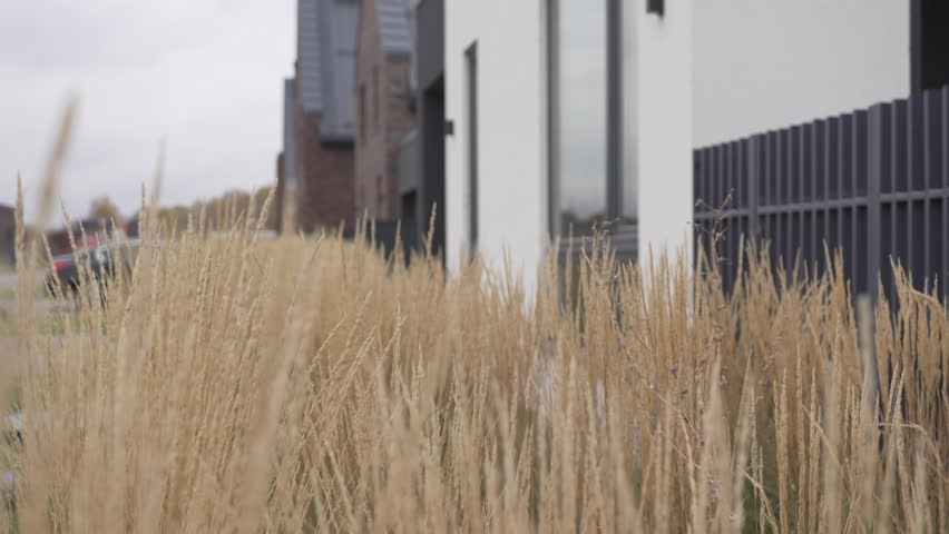 Tall dry grass grows along black fence near modern house with white facade. Dark brick building complements architectural ensemble