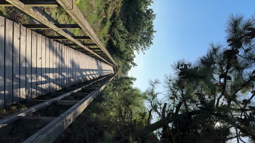 Wooden boardwalk path leading through a serene pine forest under a clear blue sky.Asturias,Spain.
