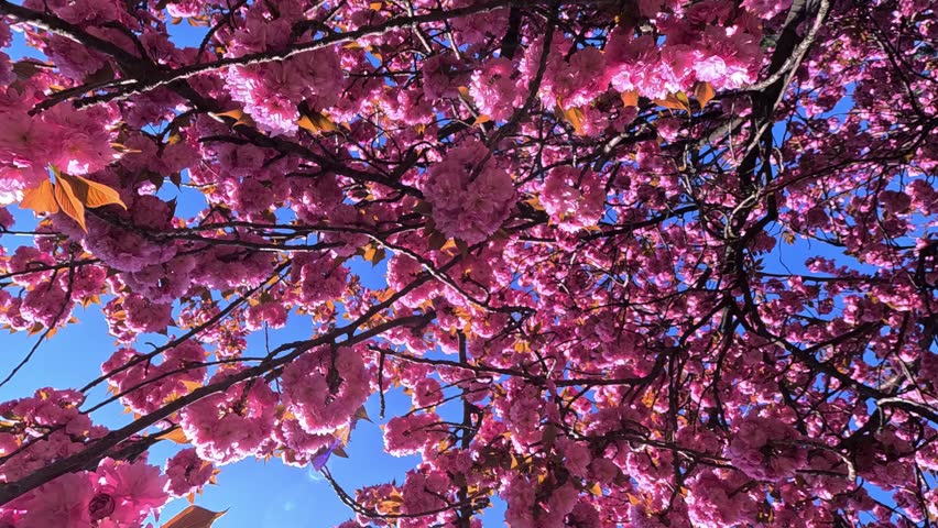 Branches of Sakura Japanese Cherry Blossoms With Pink Flowers, Sakura spring flowers. Japanese flowering cherry tree. 