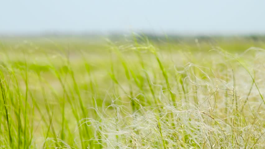 Feather Grass in the meadow inflates the wind. Needle Grass, Nassella tenuissima. On a summer day, stipa in the steppe. A beautiful field. The grass twists in the wind.