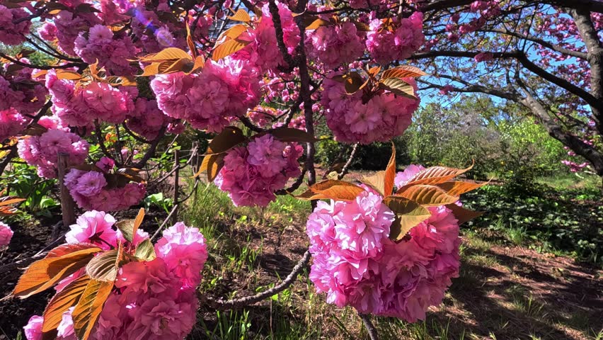 Branches of Sakura Japanese Cherry Blossoms With Pink Flowers, Sakura spring flowers. Japanese flowering cherry tree. 