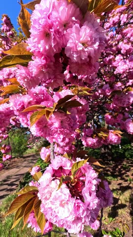 Japanese flowering cherry tree, Branches of Sakura Japanese Cherry Blossoms With Pink Flowers, Sakura spring flowers, Odessa