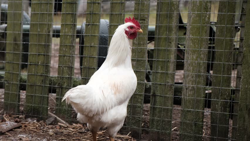 Rooster and white chickens in a homestead foraging feed at Backyard Coop. Brown hen wandering in a farmyard. Breeding livestock animals in agribusiness for free range organic egg and poultry industry
