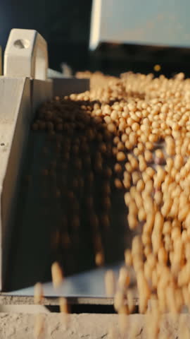 Industrial processing of soybeans. Cleaning for further storage of soybeans.