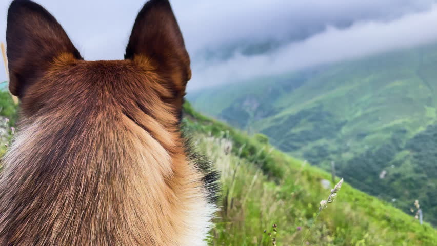 CLOSE UP, PORTRAIT: Brown shepherd dog gazing over a foggy, mountainous valley. Doggo at a scenic lookout over lush, vibrant green alpine landscape with meandering river and peaks shrouded in clouds.