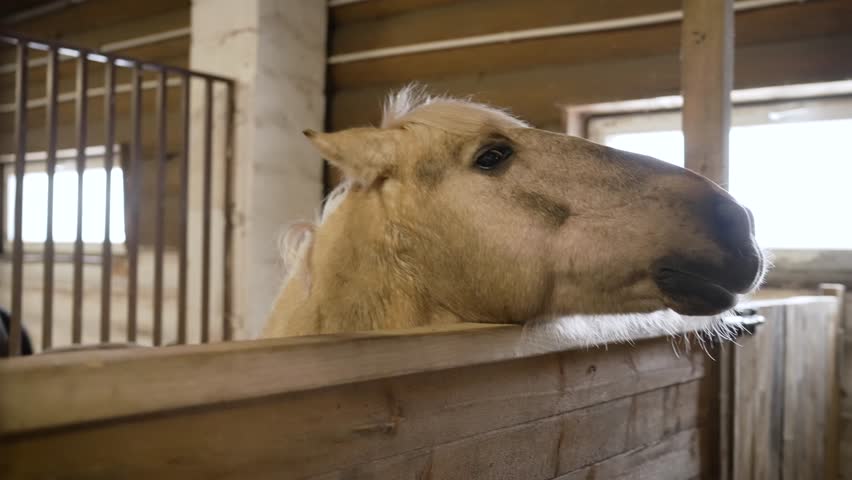 Palomino horse making playful facial expressions while peeking over wooden stable fence, showing curious and amusing personality