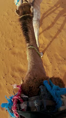 Pov overhead safari ride perspective of camels walking across sunlit desert sands, their elongated shadows stretching over the undulating terrain, vertical video