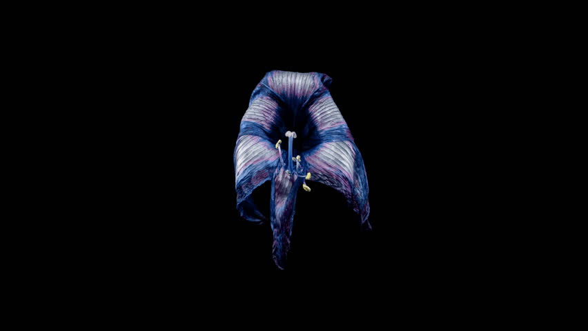 Blue Amaryllis Flower Rebirth from Wilted Plant to Fresh Bloom. Perfect Blooming Flowerpot Hippeastrum Reverse Time Lapse with Alpha Matte. The Birth of Beauty