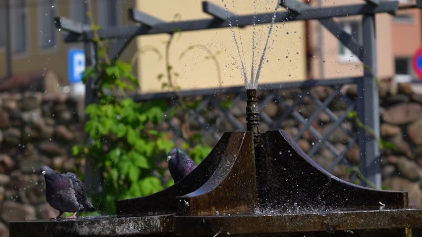 Couple of pigeons splashing under water jets in city fountain