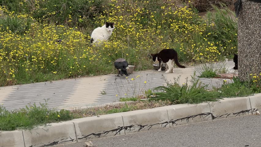 A magpie and a cat eat from two adjacent troughs, while two other cats watch quietly