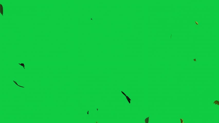 Shutterstock Video