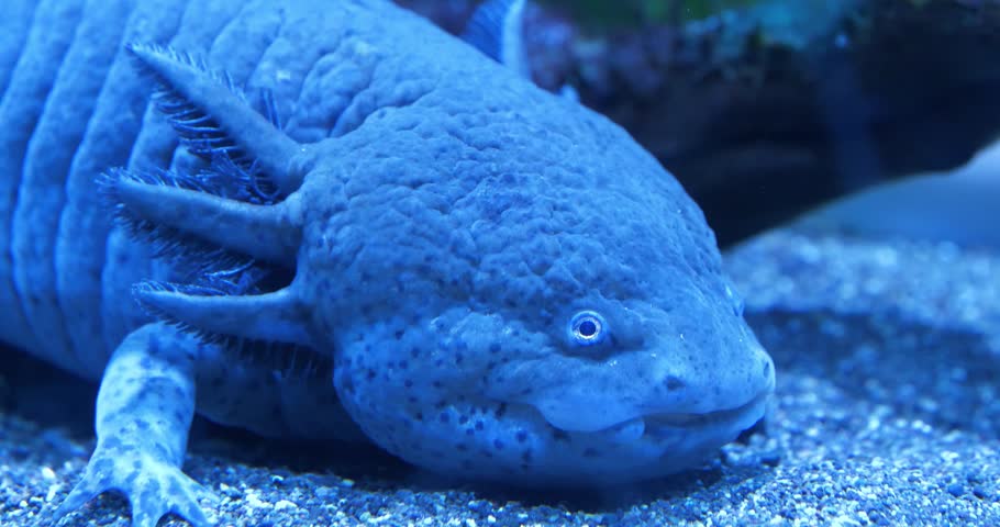 Axolotl, Ambystoma mexicanum, amphibian larva ambystoma, paedomorphic salamander. Reaches adulthood without undergoing metamorphosis. Breathes with lungs and gills. Capable of growing new limbs