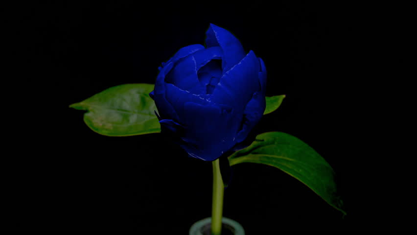 Beautiful Blue Peony with Yellow Stamens on a Black Background. Blooming Peony Flower Open in Time lapse Video. Easter, Spring, Valentine