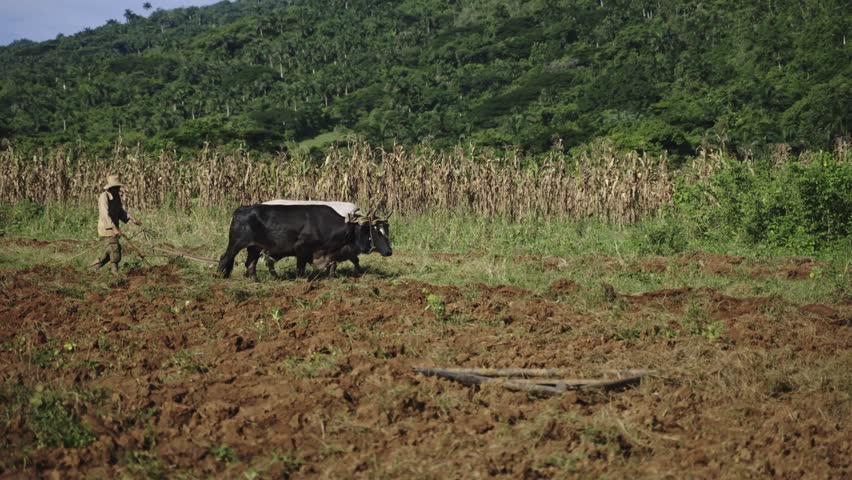 Farmer ploughing with bull at crops field - Traditional farming in Latin America