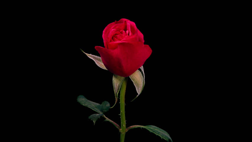 Pink Rose Plant Blooming Flower in Time Lapse on a Black Background. Single Red Flower Opens Bud and Moving Petals in Timelapse