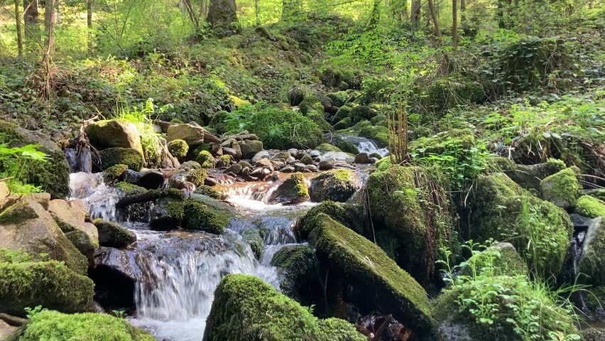 Babbling spring-fed brook winds its way through moss-covered stones in the Black Forest in soft sunlight.