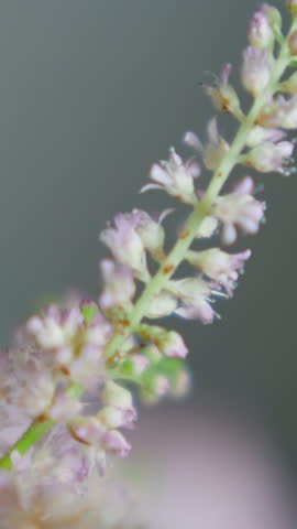 Small pink flowers on stem in festive bouquet extreme close view. Wildflowers used in holiday ornate. Tiny buds as organic decor for festive party