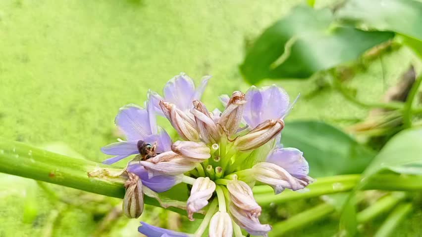 Pontederiaceae is a family of flowering plants. The APG IV system of 2016 places the family in the order Commelinales, in the commelinid clade, in the monocots. It is a small family of heterostylous