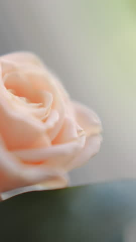 Wonderful rose flowers in festive bouquet on blurred background extreme closeup. Elegant gift for anniversary celebration. Florist service and business