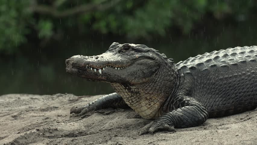 Alligator in the rain in Florida 