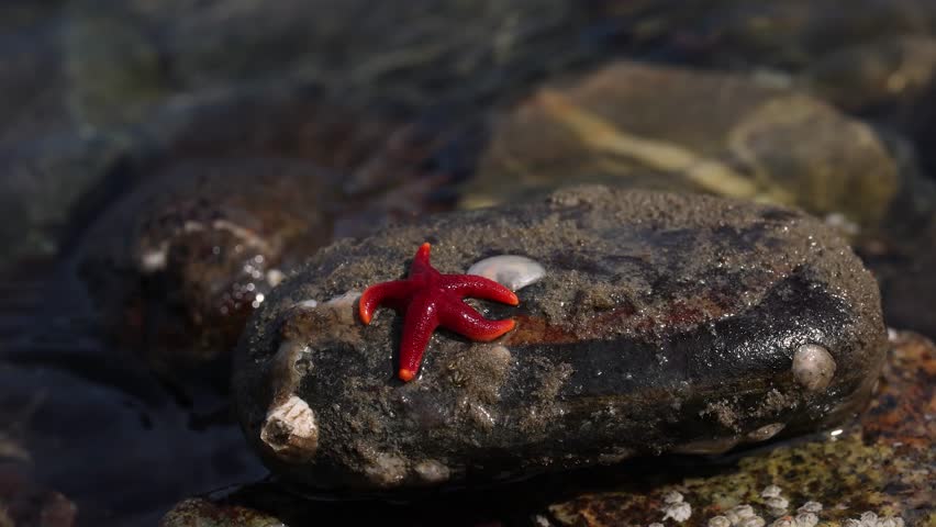 A starfish in the ocean