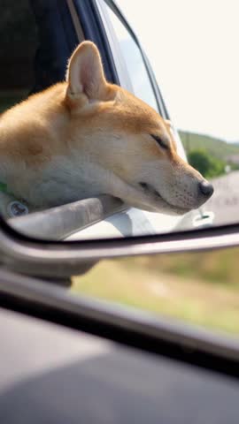 A Joyful Dog Happily Enjoying the Refreshing Wind Blowing Through the Car Window. A dog joyfully leaning out of a car window, fully enjoying the refreshing breeze during a sunny day drive