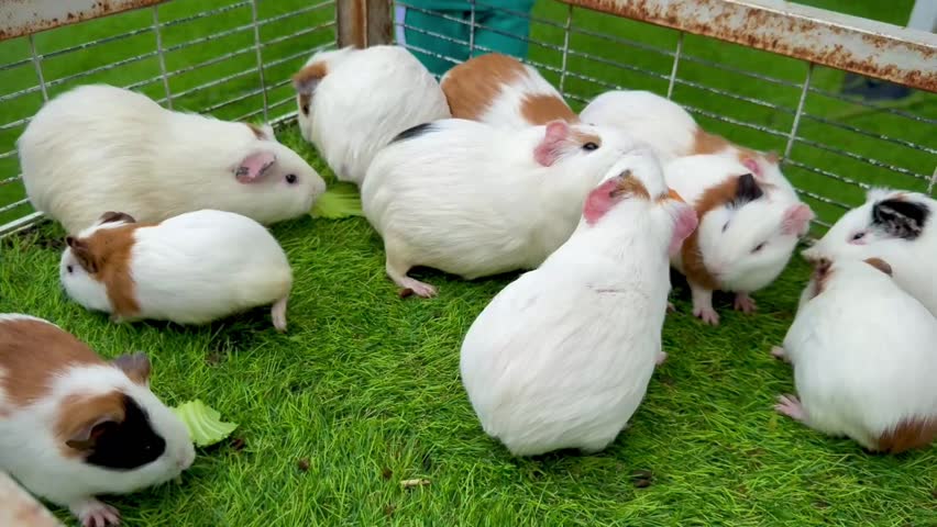 Group of Guinea pig (Cavia porcellus), crowding for food. They look alike and related to hamsters, both are rodents