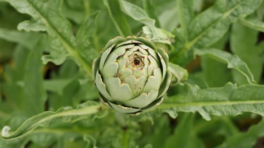 An artichoke plant is flourishing in a garden, with a tightly closed bud at its center. Surrounding leaves are vibrant green, indicating healthy growth in spring.
