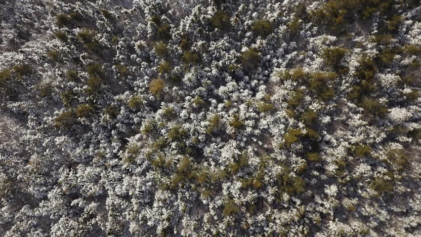 Top View Beautiful aerial rotation over snow-covered spruce trees in a northern forest, capturing the crisp white landscape perfect for a Christmas-themed video. nova Scotia Canada 4K 