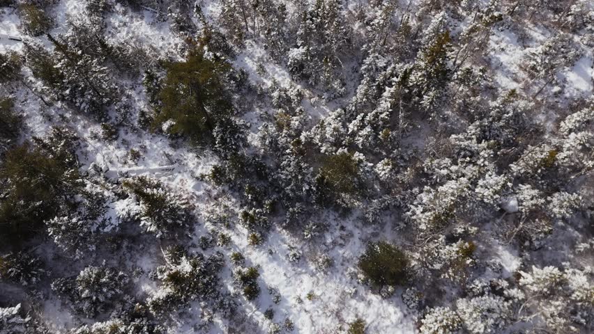 Top View Smooth drone rotation over a northern forest with snow-laden spruce trees, showcasing the intricate patterns of winter nature from a bird-eye view. nova scotia Canada