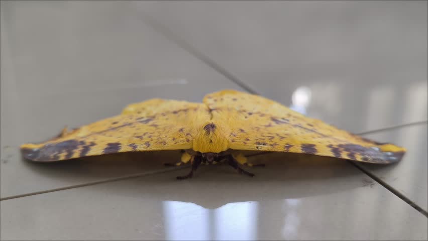(Eupterote naessigi) the yellow moth is seen calmly on the floor.