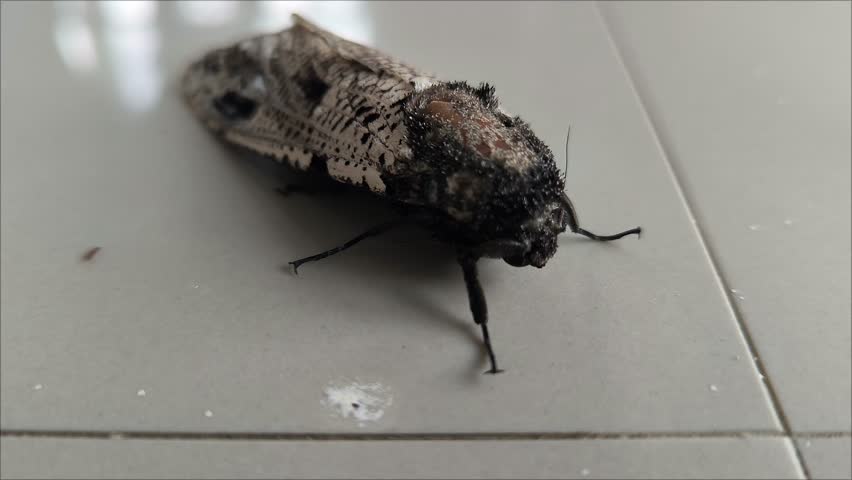 (Xyleutes) genus of moths belonging to the family Cossidae.