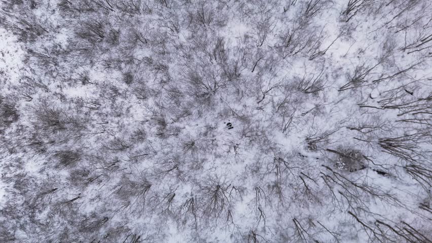 Top View High-quality aerial footage showing bare trees in a snowy forest, with a smooth panoramic rotation capturing the peaceful, frosty landscape. Halifax Nova Scotia, Canada.