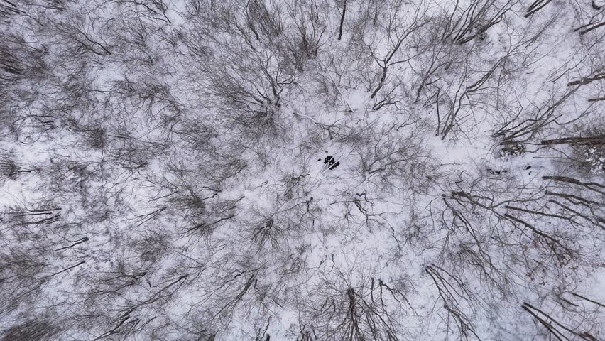 Top View of a winter forest with leafless trees covered in snow, showcasing the tranquil atmosphere of a cold, quiet day in Nova Scotia. Halifax Nova Scotia, Canada.