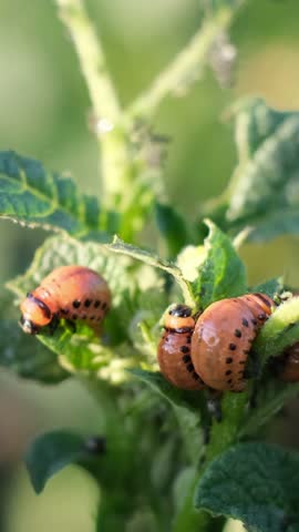 A closeup photograph showcasing potato beetle larvae on plant leaves for deeper insight
