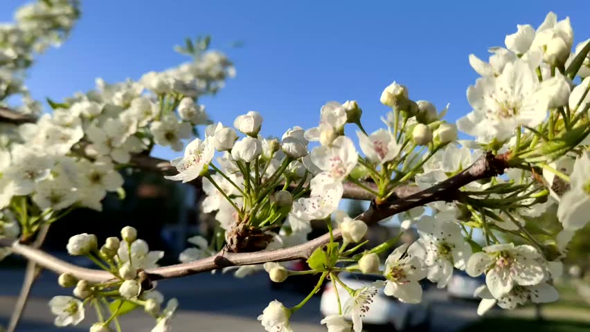 white flowers blooming on tree closeup 