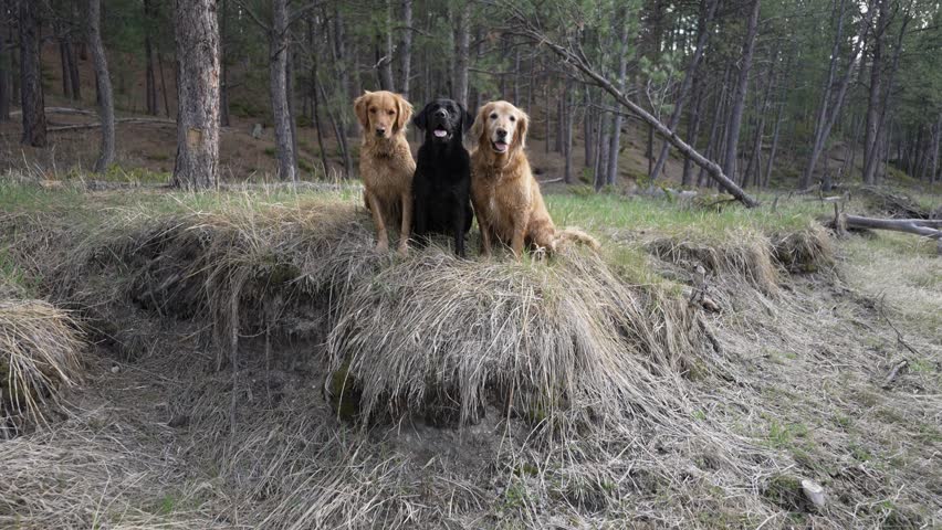 Three Dogs Sitting Calmly on Grassy Hill in Forest – Slow Motion Wide Shot V2