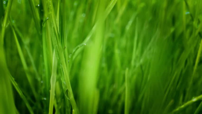 Vibrant Green Grass Blades Close-Up Macro Shot