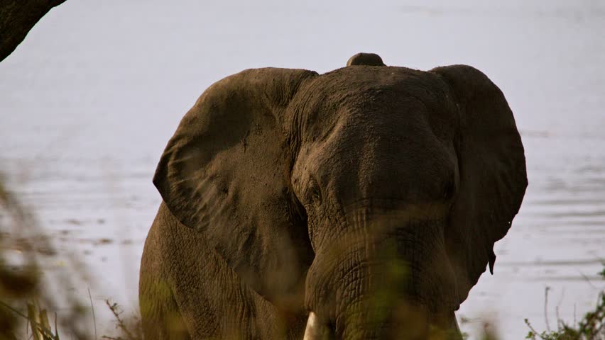 Elephant with Tracking Collar In Murchison Falls National Park, Uganda. - closeup shot