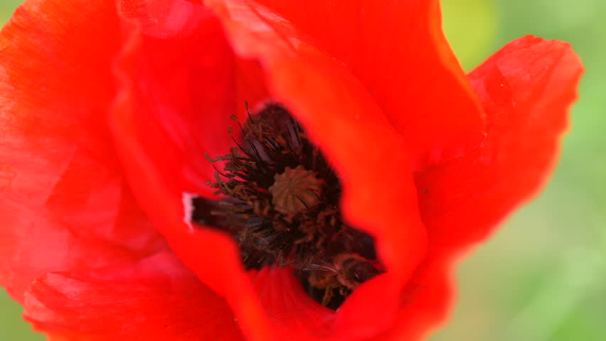 Bee tries to escape from inside vivid red poppy flower, trapped among petals in close-up view. Intimate look at insect behavior and plant-pollinator interaction
