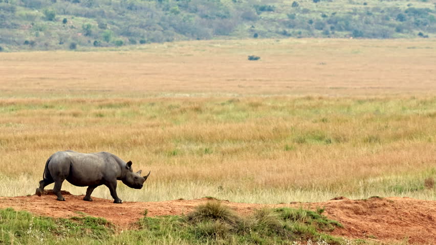 Long tracking shot of black rhino walking on edge of dam wall of game reserve