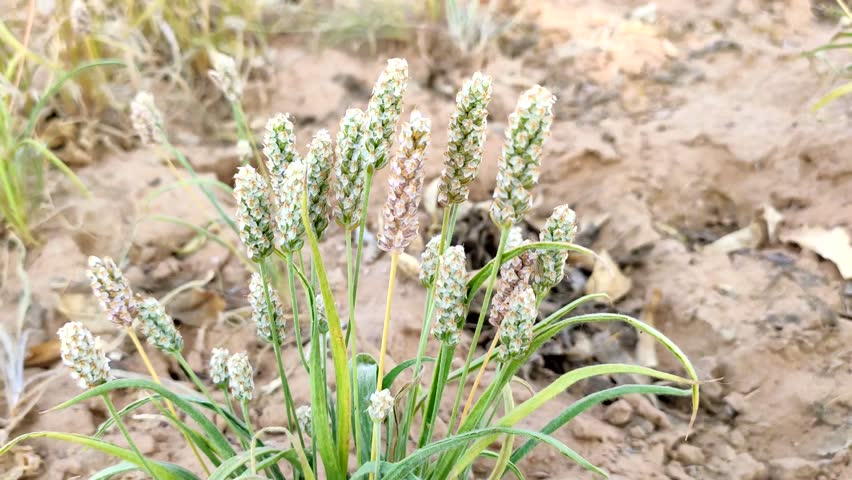 Ripping field of Isabgol (Plantago Ovata), ripping Isabgol plants