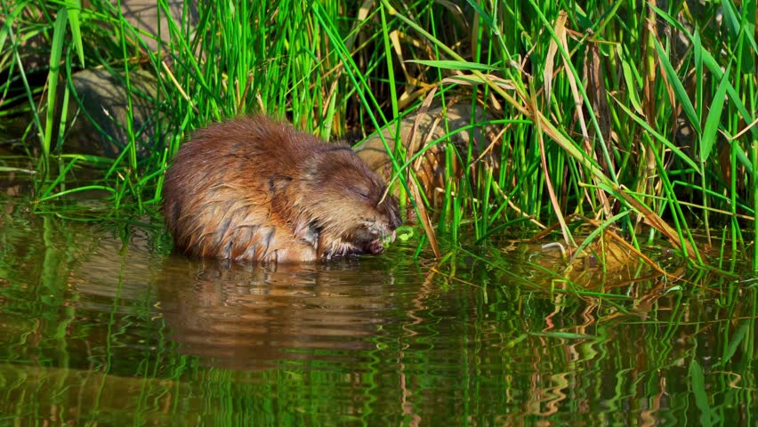 A muskrat swims along the shore of a peaceful lake and feeds on plants and flowers in the morning light. A serene glimpse into the daily life of this aquatic mammal.
