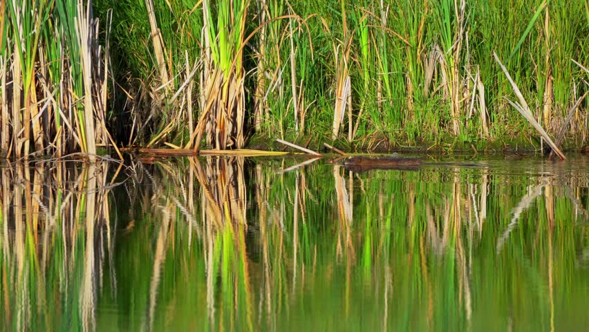 A muskrat swims along the shore of a peaceful lake and feeds on plants and flowers in the morning light. A serene glimpse into the daily life of this aquatic mammal.
