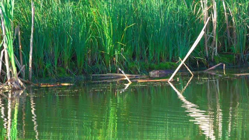 A muskrat swims along the shore of a peaceful lake and feeds on plants and flowers in the morning light. A serene glimpse into the daily life of this aquatic mammal.
