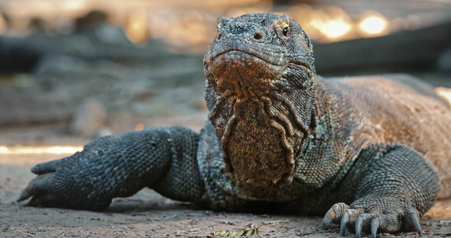 Komodo dragon, the largest living lizard species, is resting on the ground, displaying its powerful claws and intricate scaly skin, showcasing its prehistoric appearance