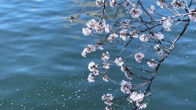 Cherry blossoms over blue water in Tokyo, peaceful spring vibe, slow and calm mood - Powered by Shutterstock - Get 15% off with code: PIKWIZARD15