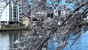 Cherry blossom branch over water with soft petals drifting, springtime in Tokyo, Japan - Powered by Shutterstock - Get 15% off with code: PIKWIZARD15